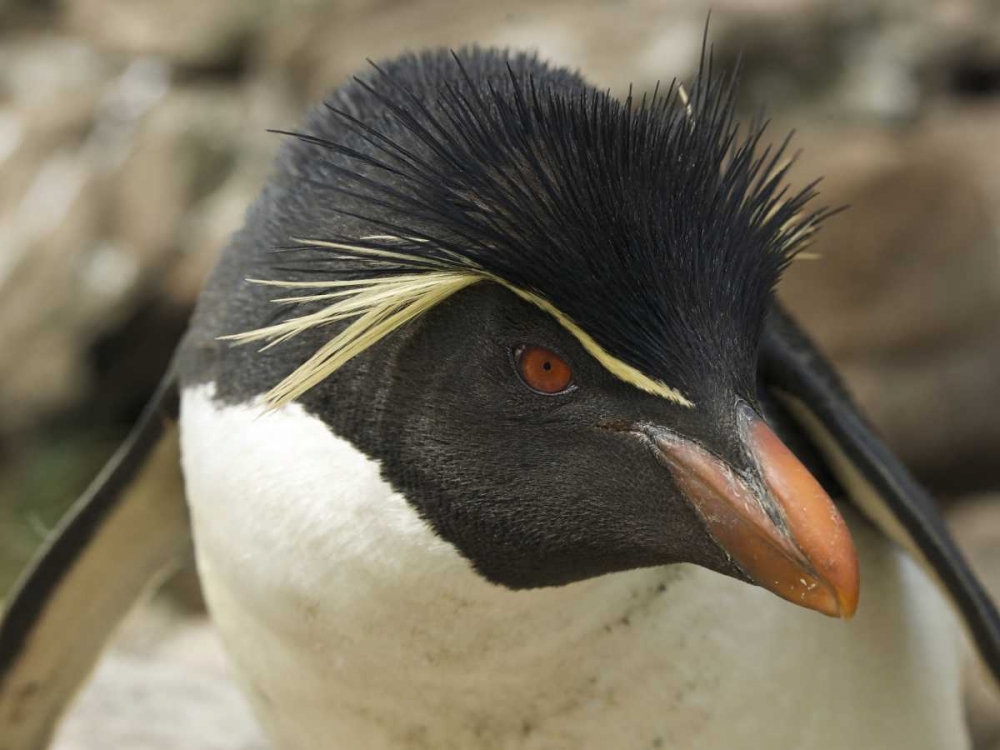 Falkland Islands Portrait of rockhopper penguin